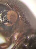 Image of Corthylus punctatissimus Wood & Bright 1992