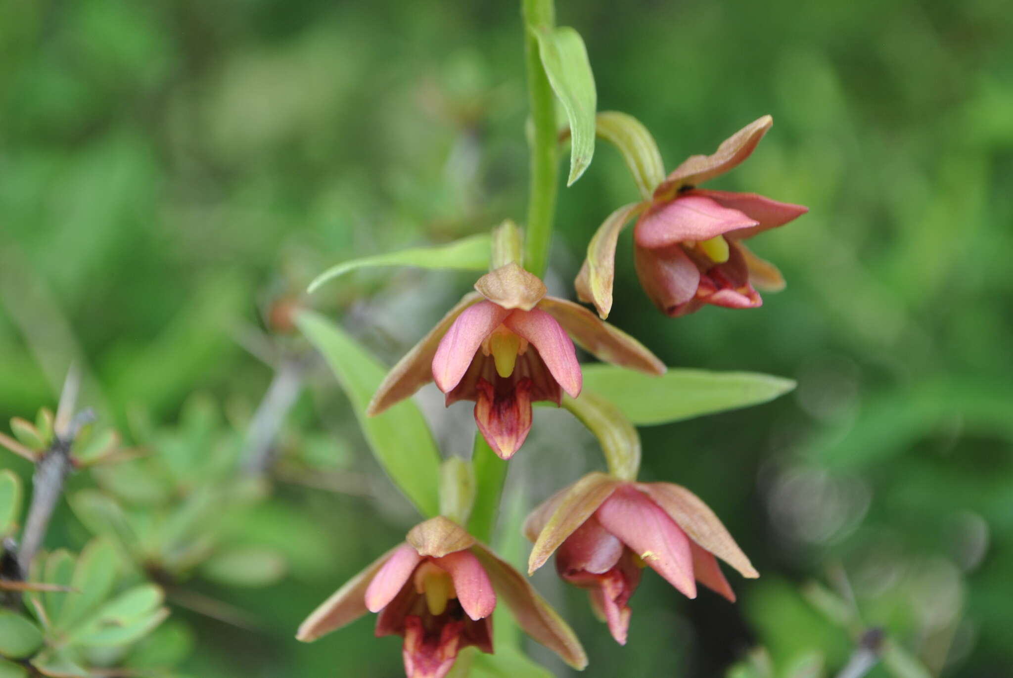 Image of Epipactis mairei Schltr.