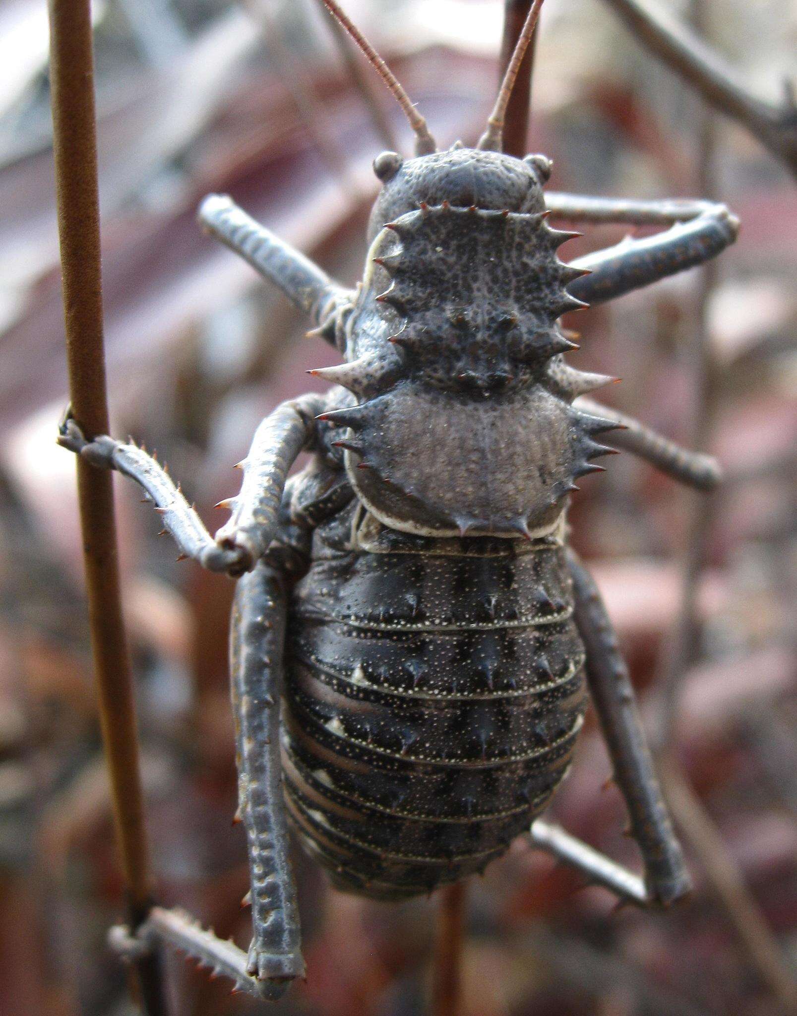 Image of Hetrodes pupus pupus (Linnaeus 1758)