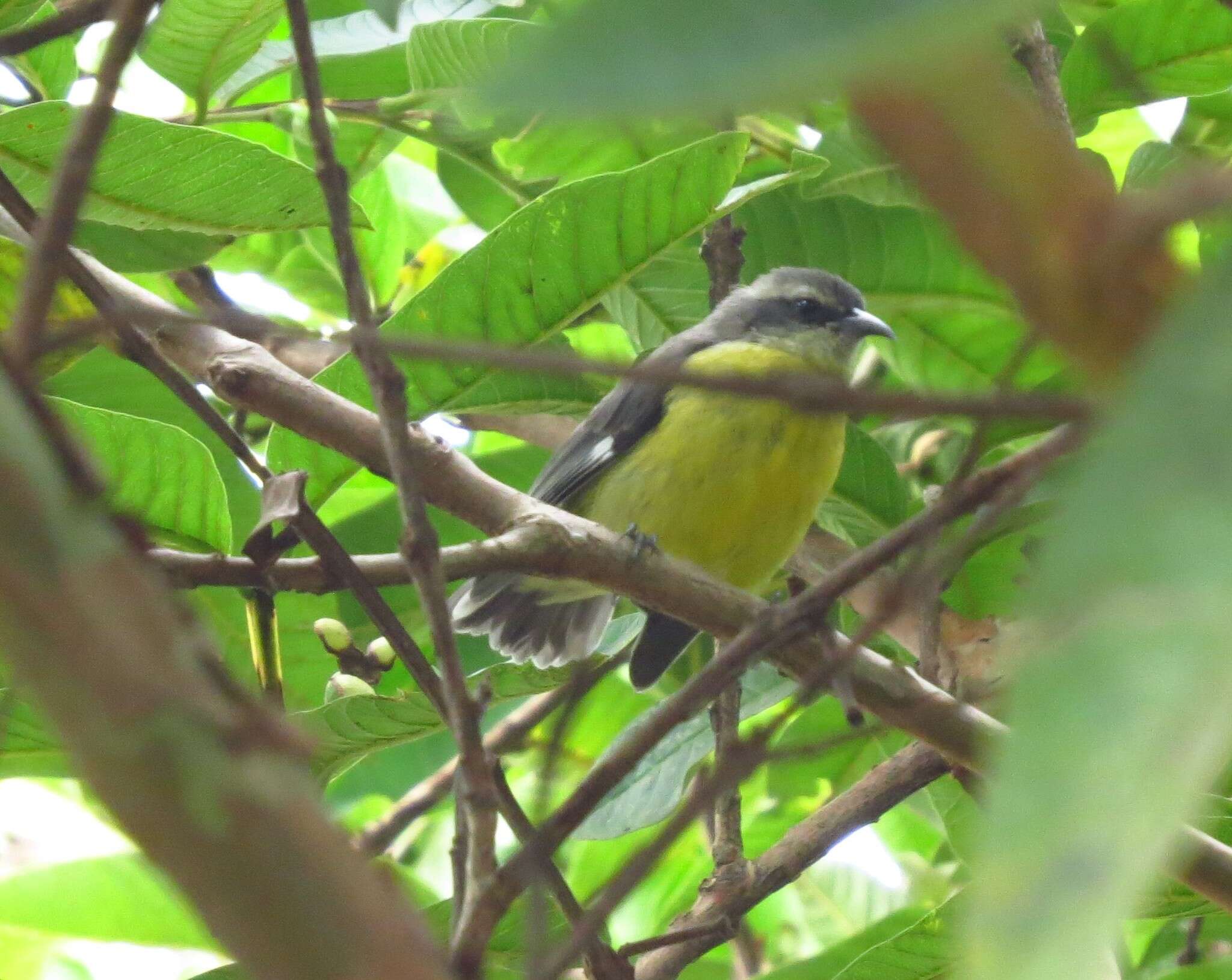 Image of Coereba flaveola caucae Chapman 1914