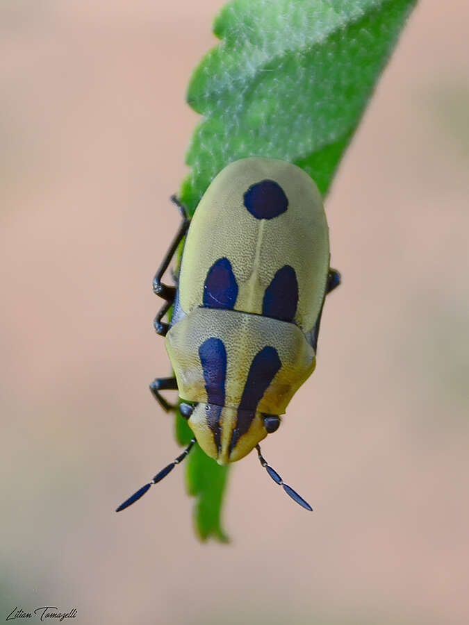 Image of <i>Agonosoma flavolineata</i> Laporte de Castelnau 1833