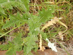 Image of Texas thistle