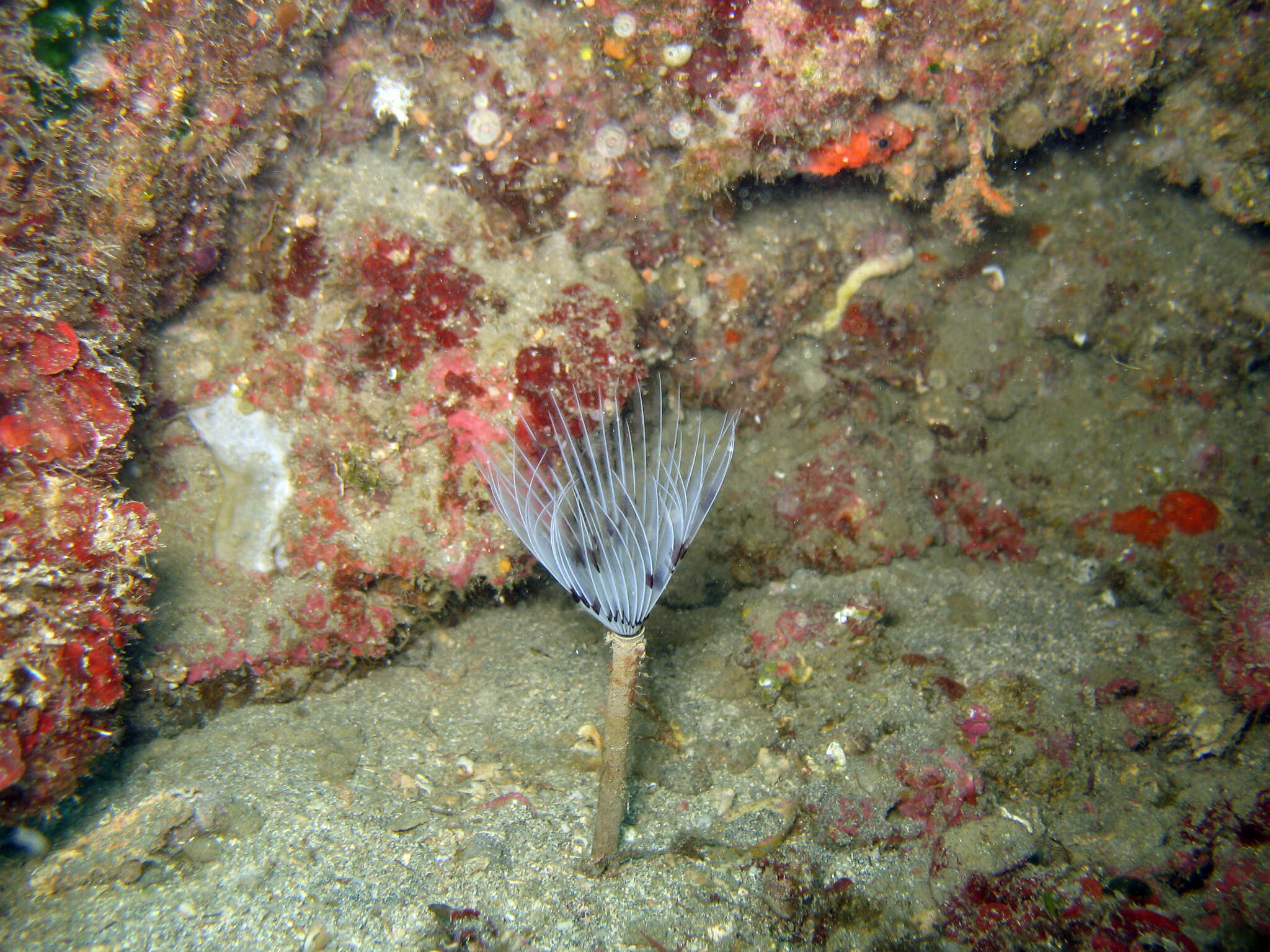 Image of Peacock worm