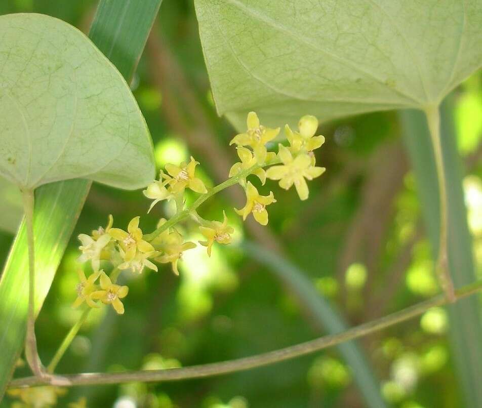 Image of <i>Dioscorea <i>sylvatica</i></i> f. sylvatica