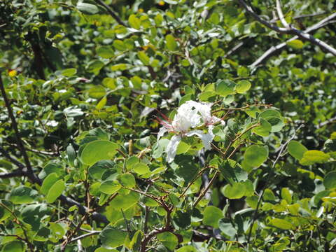 Image of Bauhinia petersiana Bolle