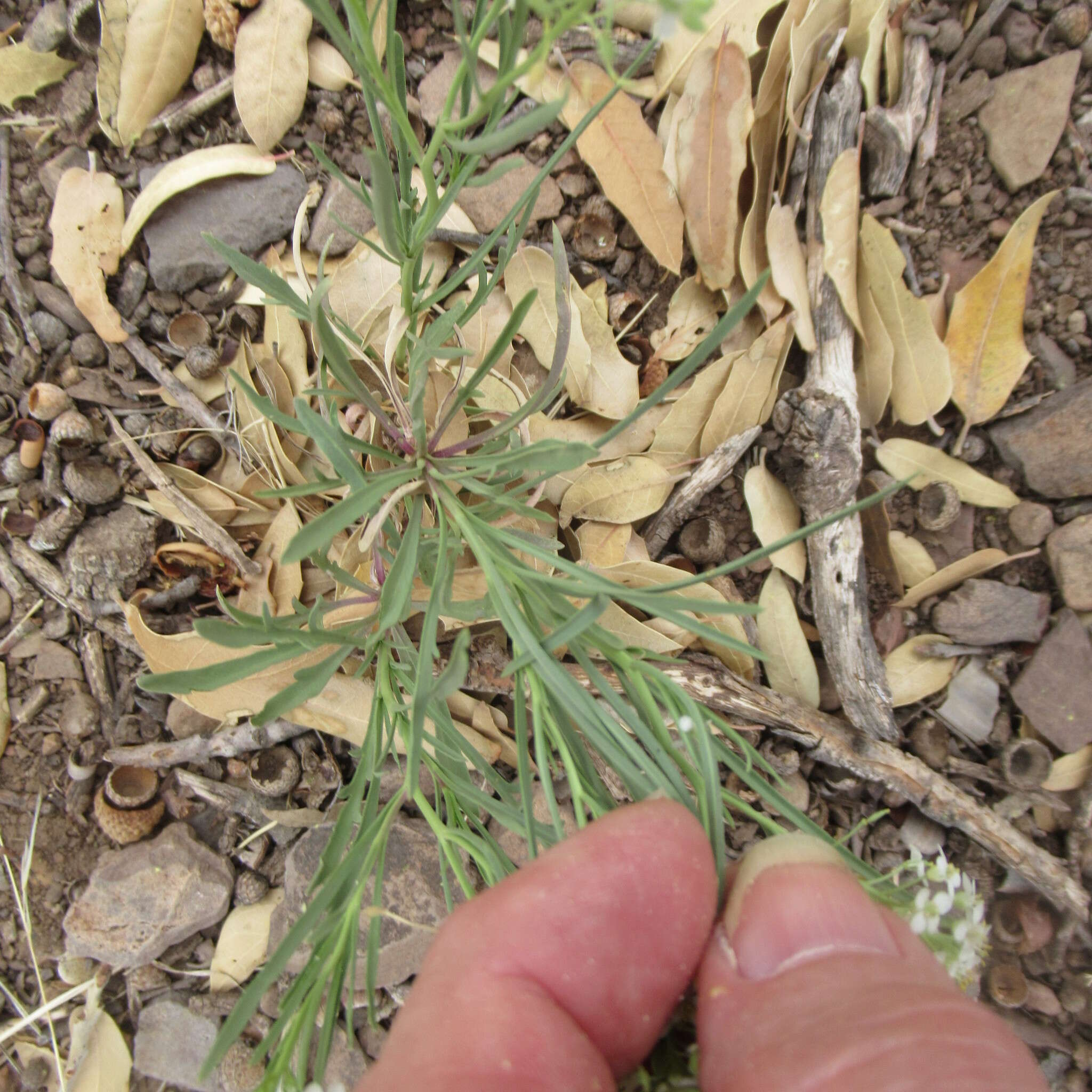 Sivun Lepidium alyssoides A. Gray kuva