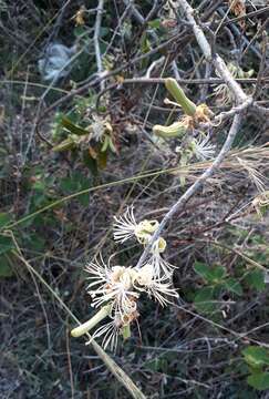 Image de Alangium salviifolium (L. fil.) Wangerin