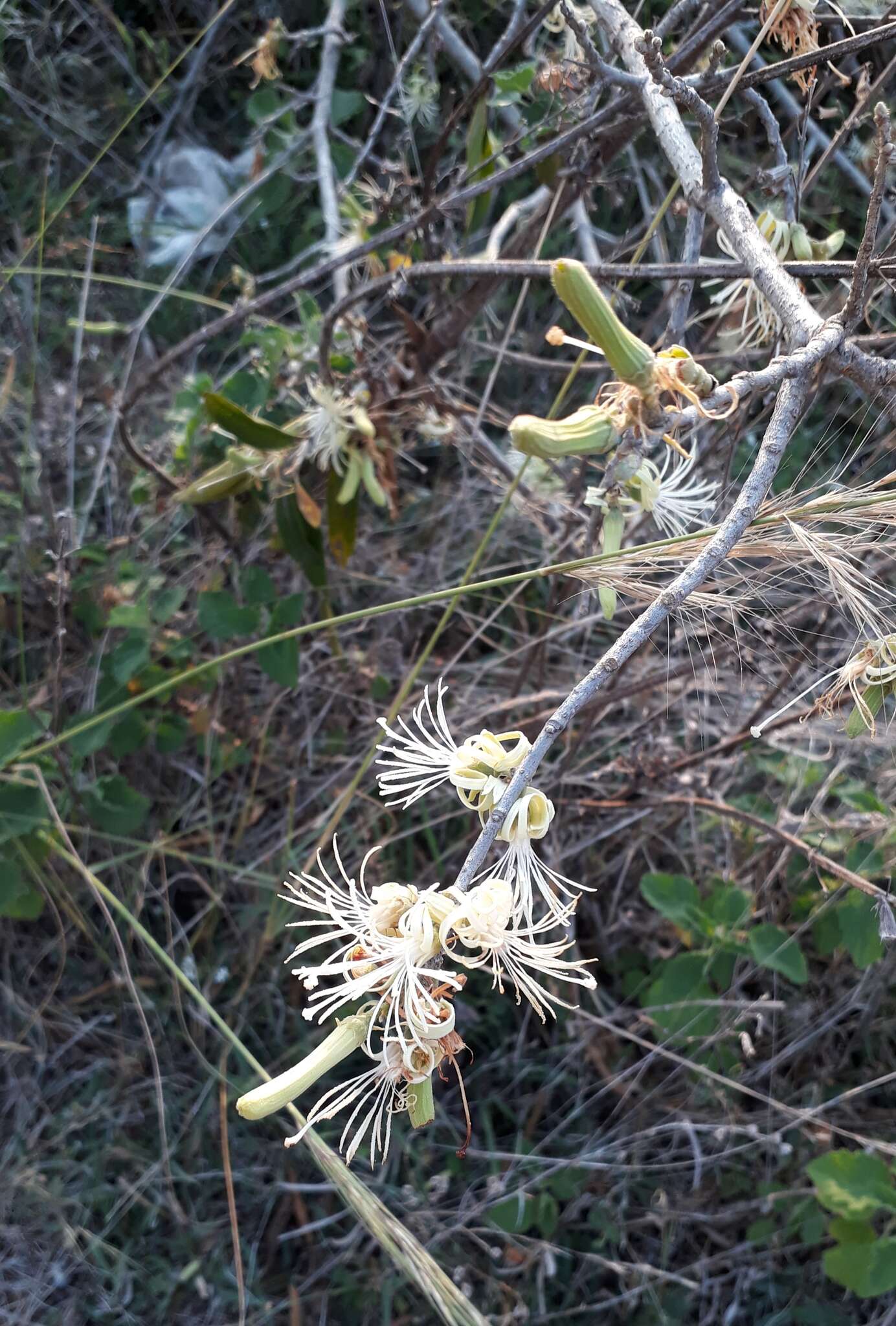 Image of Alangium salviifolium (L. fil.) Wangerin