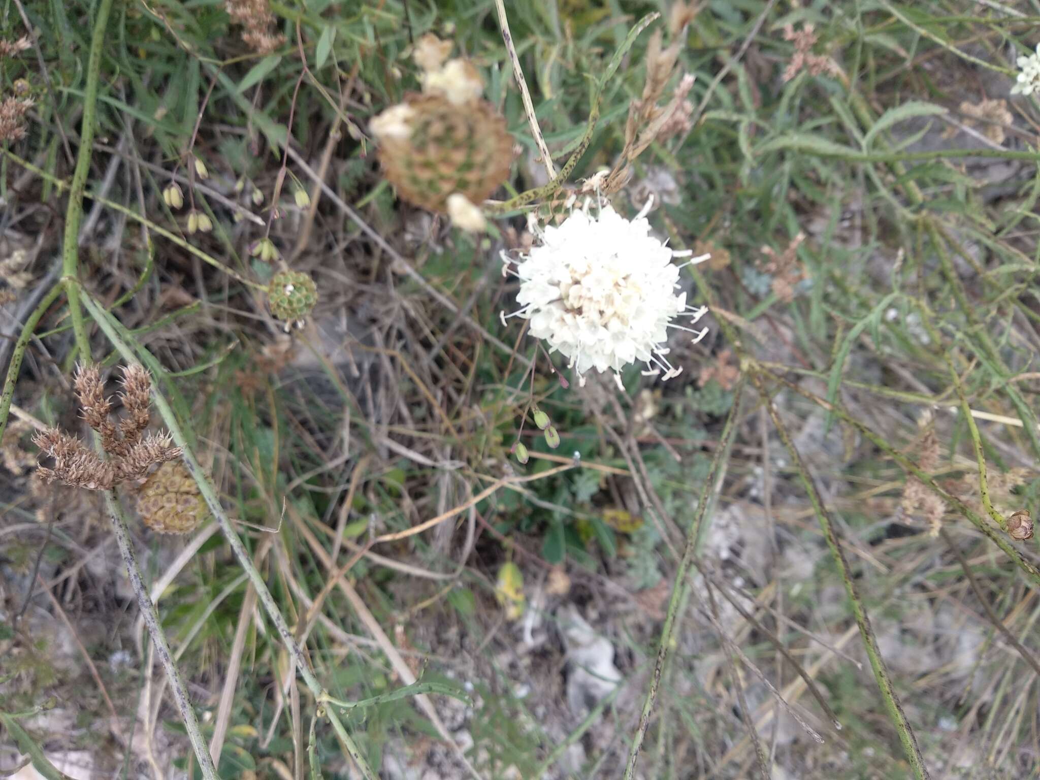 Image of Cephalaria leucantha (L.) Schrad.