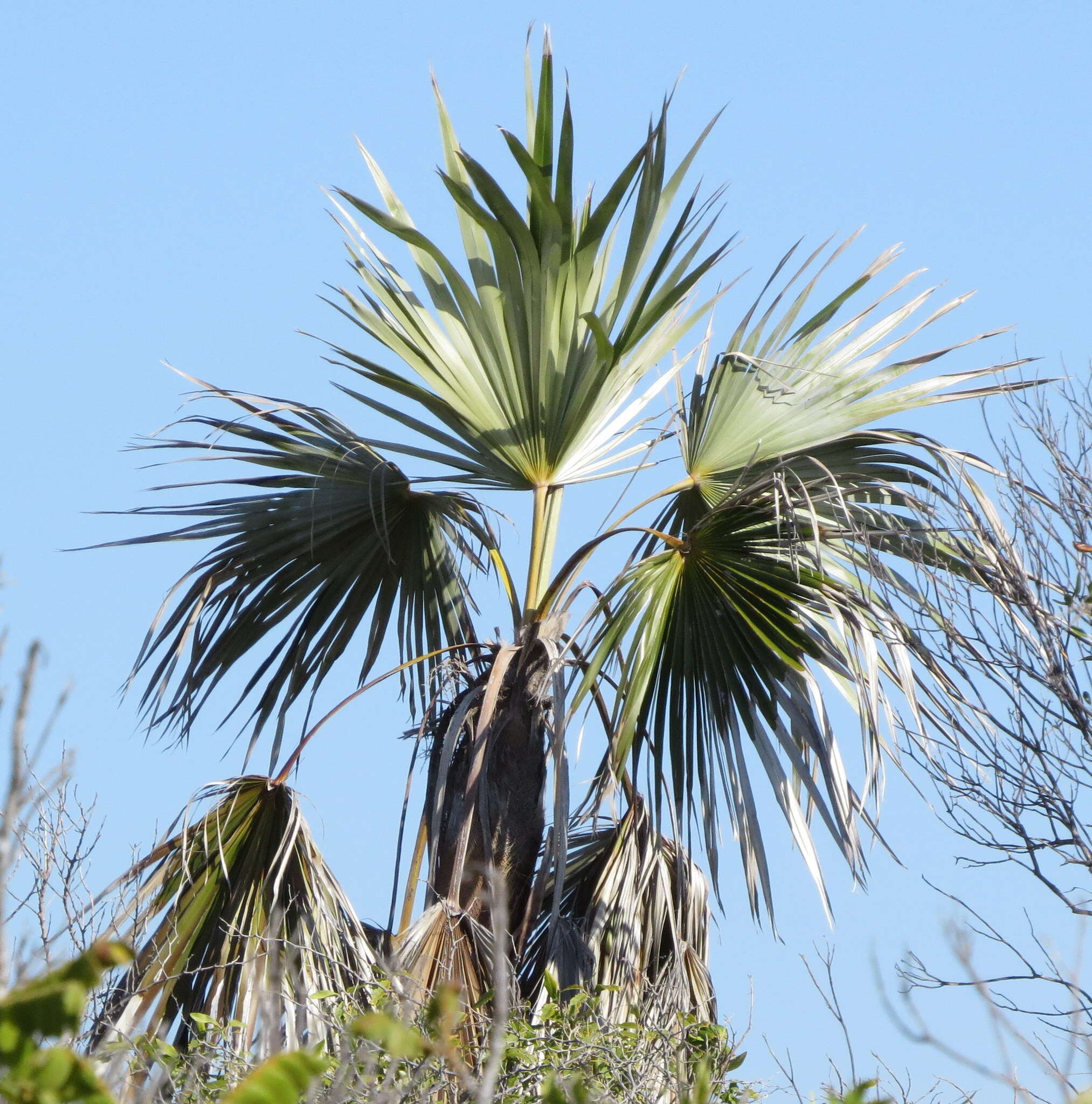 Image of Coccothrinax jamaicensis Read