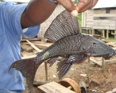 Hypostomus wilsoni (Eigenmann 1918)的圖片