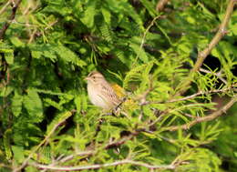 Image of Clay-colored Sparrow