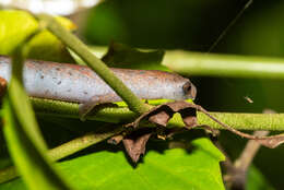 Image of Nauta Salamander