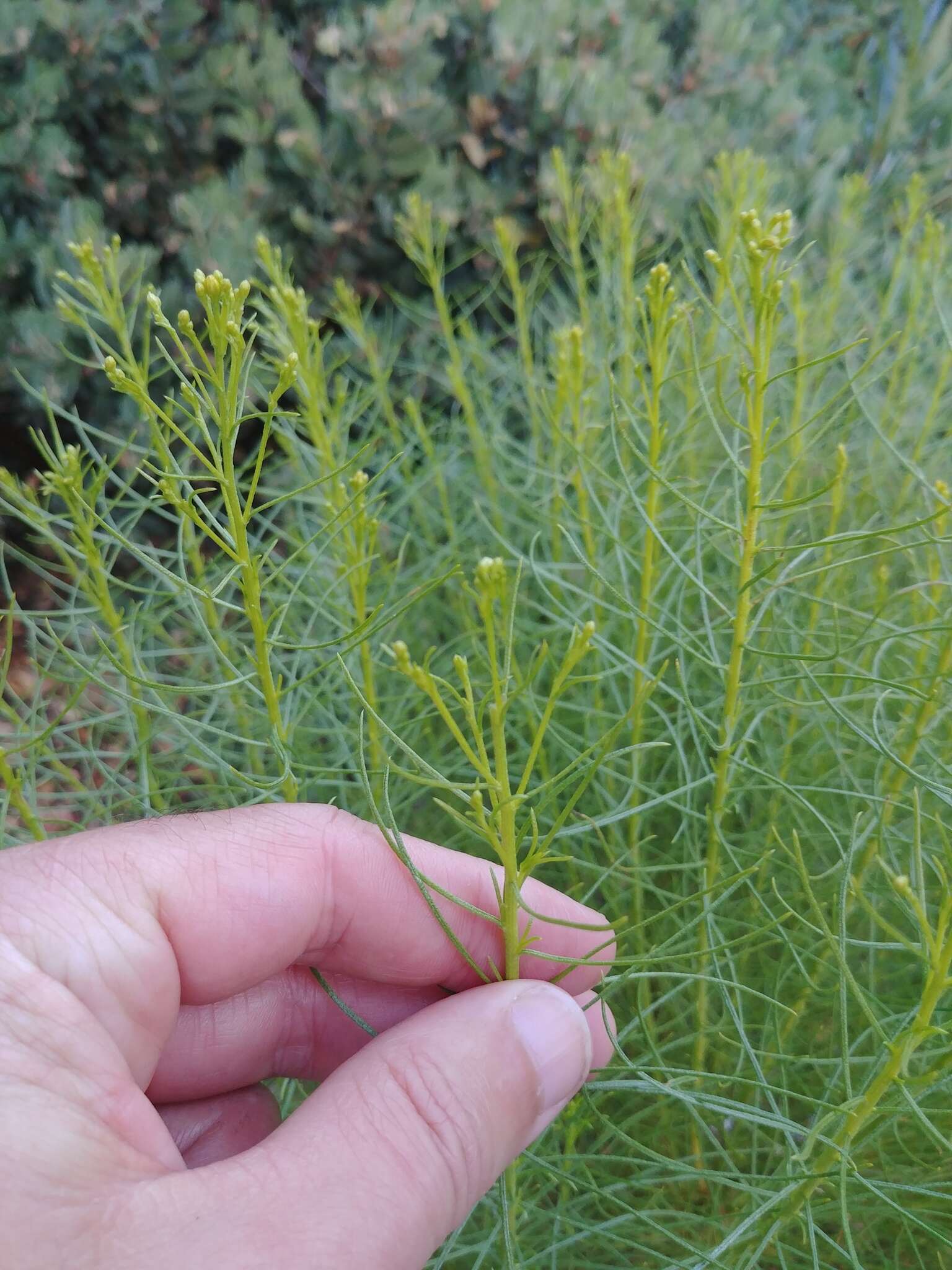 Imagem de Ericameria arborescens (A. Gray) Greene