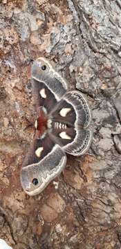 Image of Columbia Silkmoth