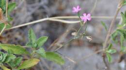 Image of Velezia quadridentata Sm.