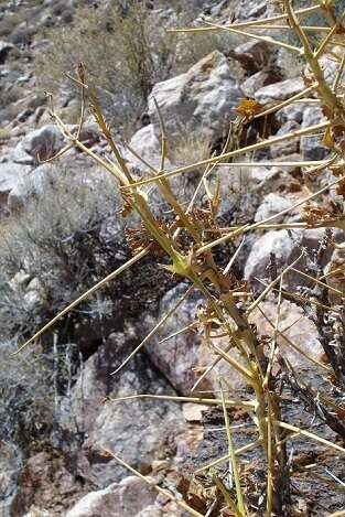 Image of Pelargonium spinosum Willd.