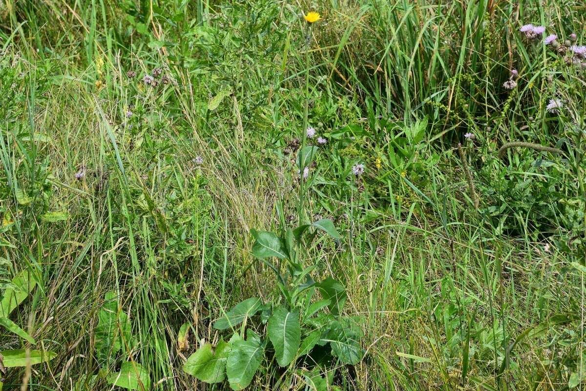 Image of marsh sow-thistle