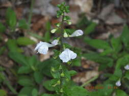 Image de Scutellaria arenicola Small