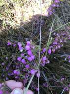 Image of Erica pauciovulata H. A. Baker