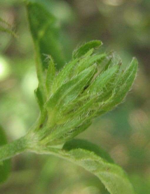 Image of Yellow justicia
