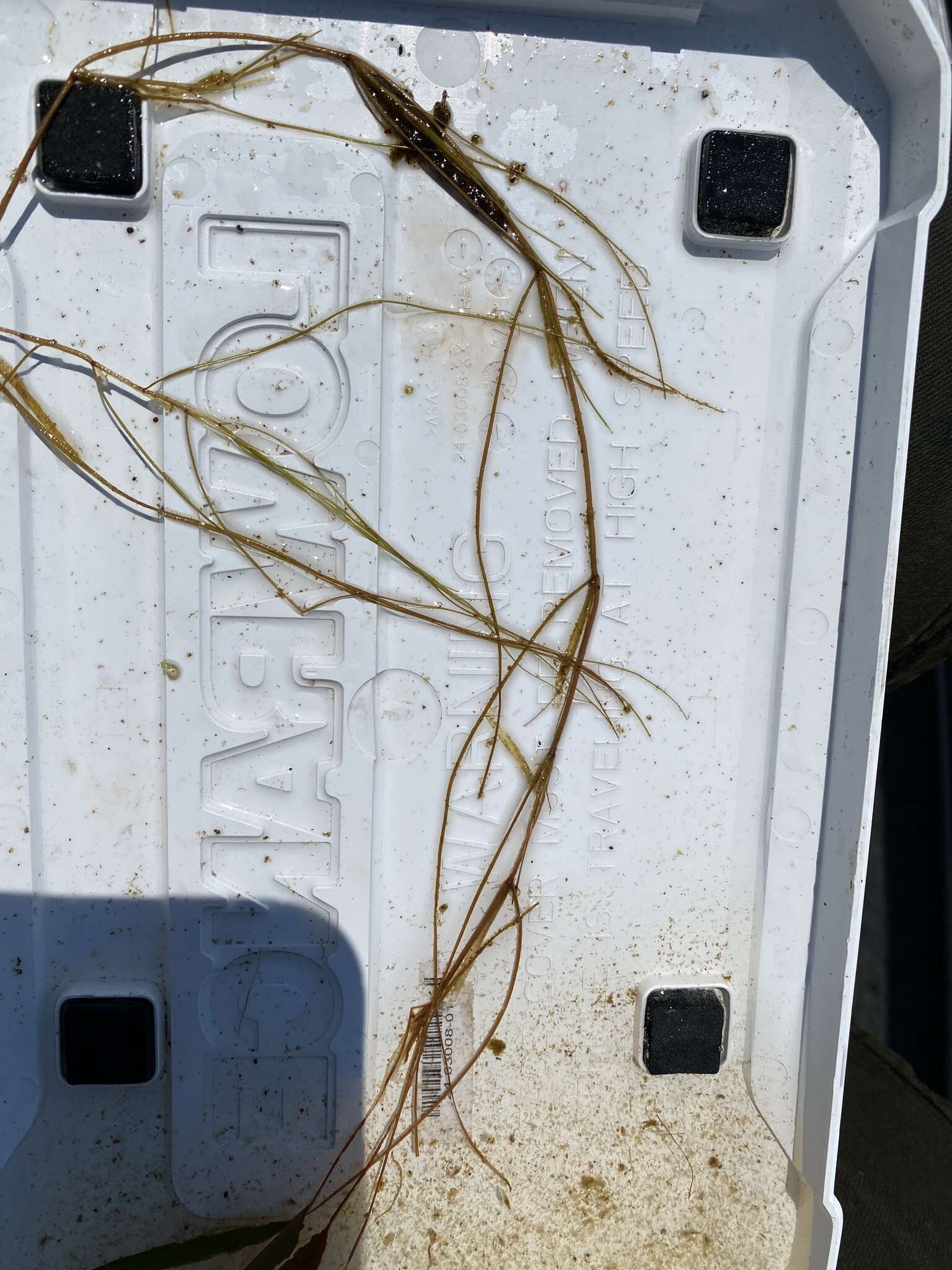 Image of Snail-Seed Pondweed