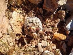 Image of Brady's Hedgehog Cactus