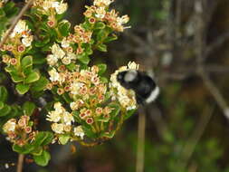 Image of Bombus funebris Smith 1854