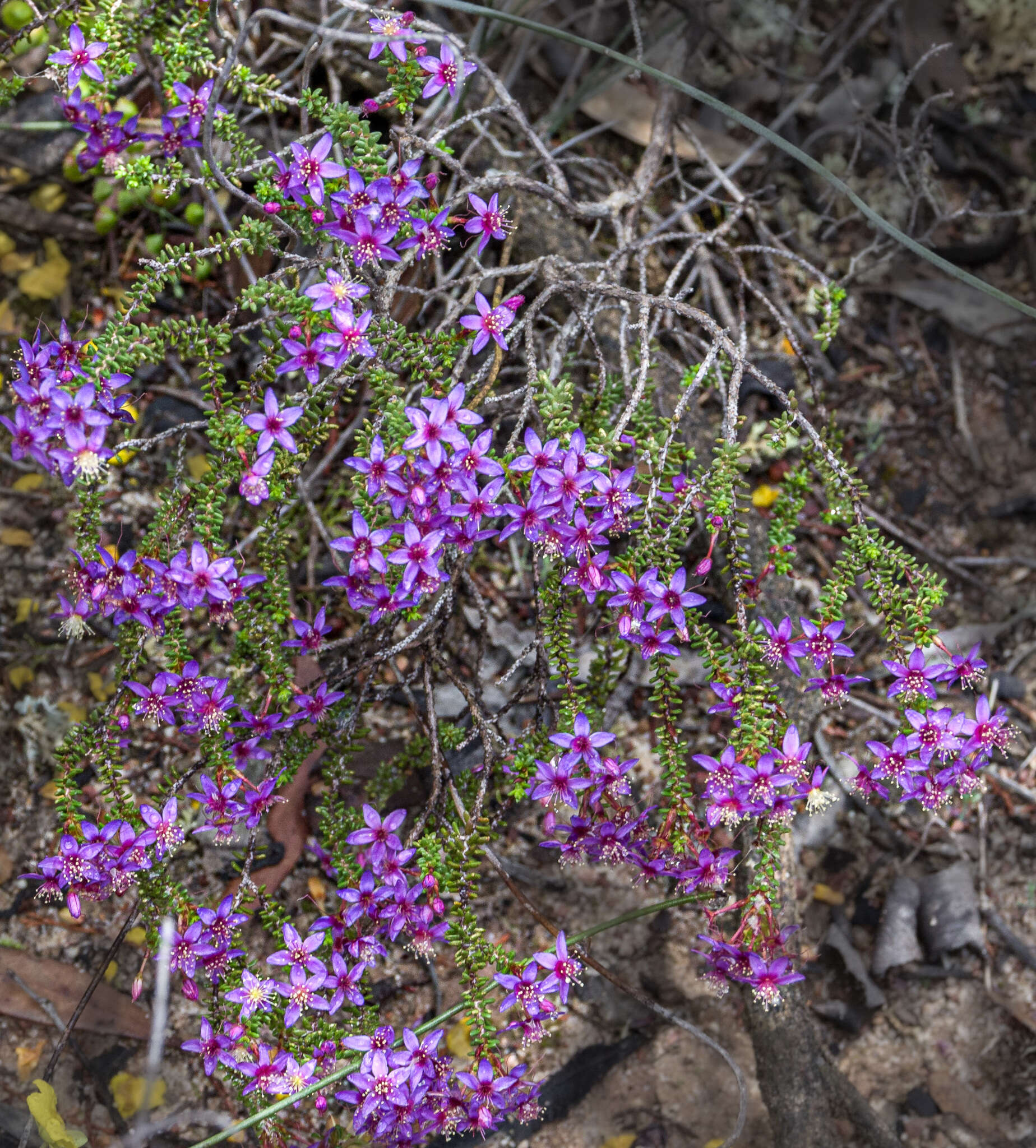 Image de Calytrix leschenaultii (Schauer) Benth.