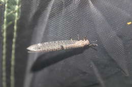 Image of New Zealand antlion