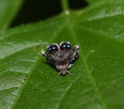 Image of Peacock Brenthia