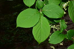 Plancia ëd Pterostyrax corymbosus Siebold & Zucc.