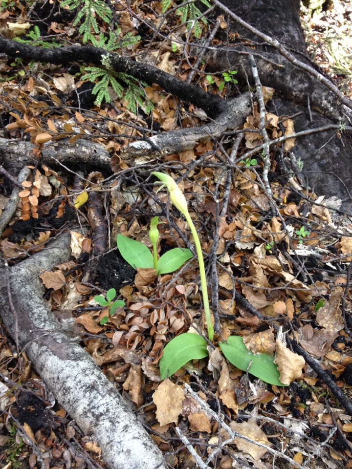 Imagem de Chiloglottis cornuta Hook. fil.