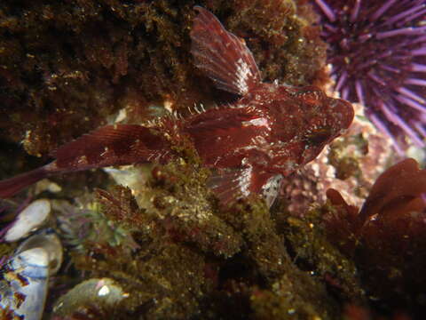 Image of Rosy sculpin