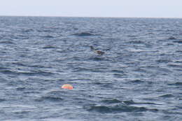 Image of Munk&#39;s devil ray