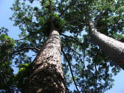 Image of Atherton Kauri Pine