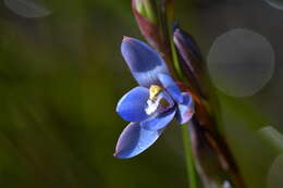 Image of Gumland sun orchid