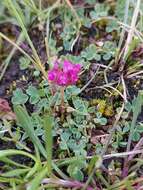 Слика од Trifolium burchellianum Ser.