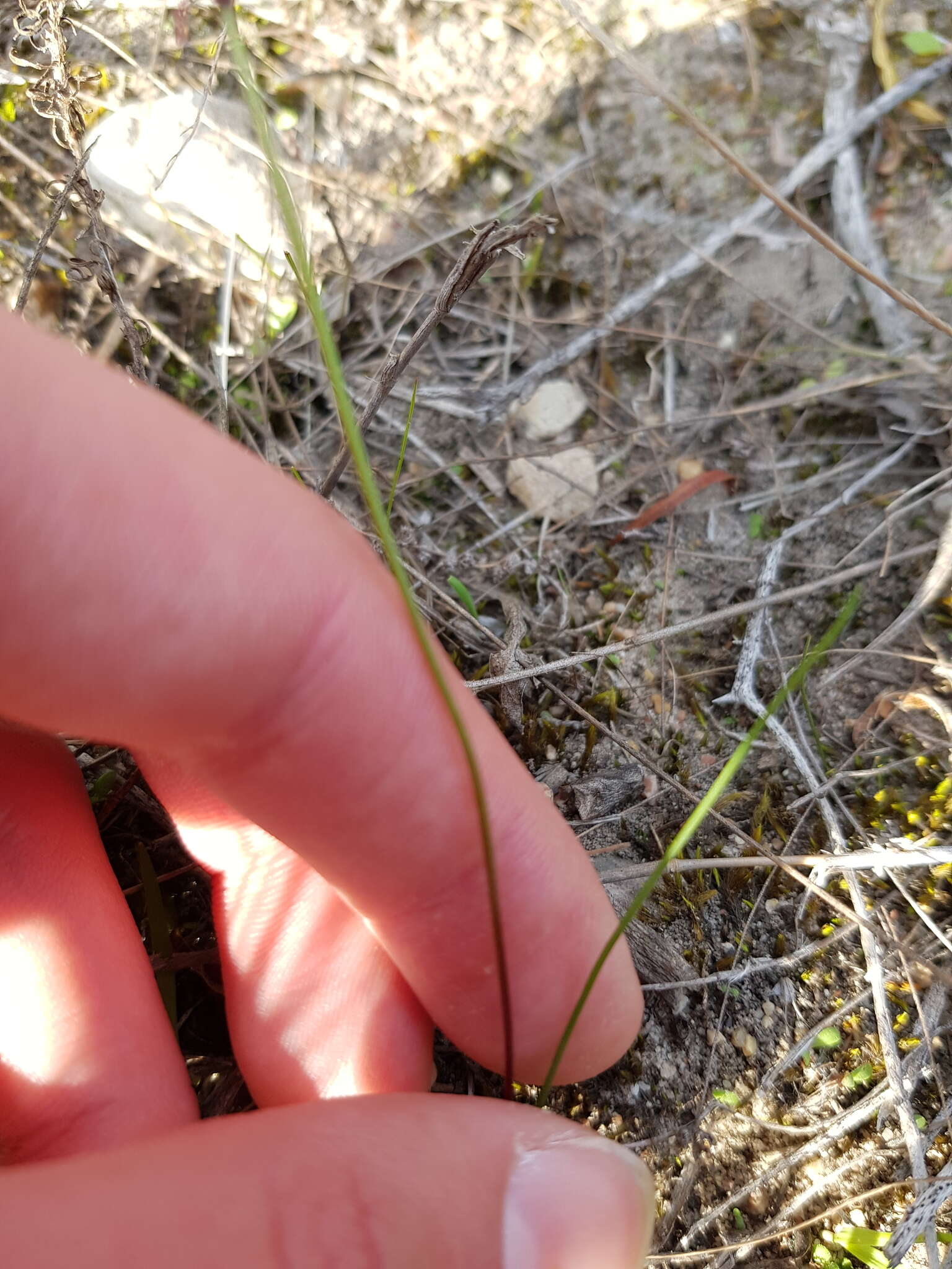 Image of Strumaria tenella subsp. tenella