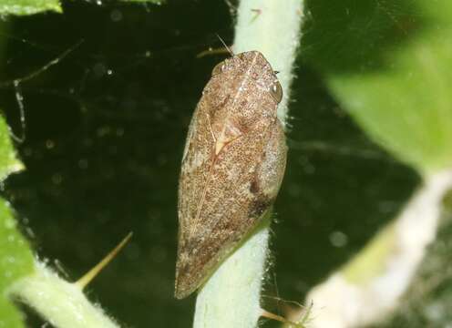 Image of Aphrophora angulata Ball 1899