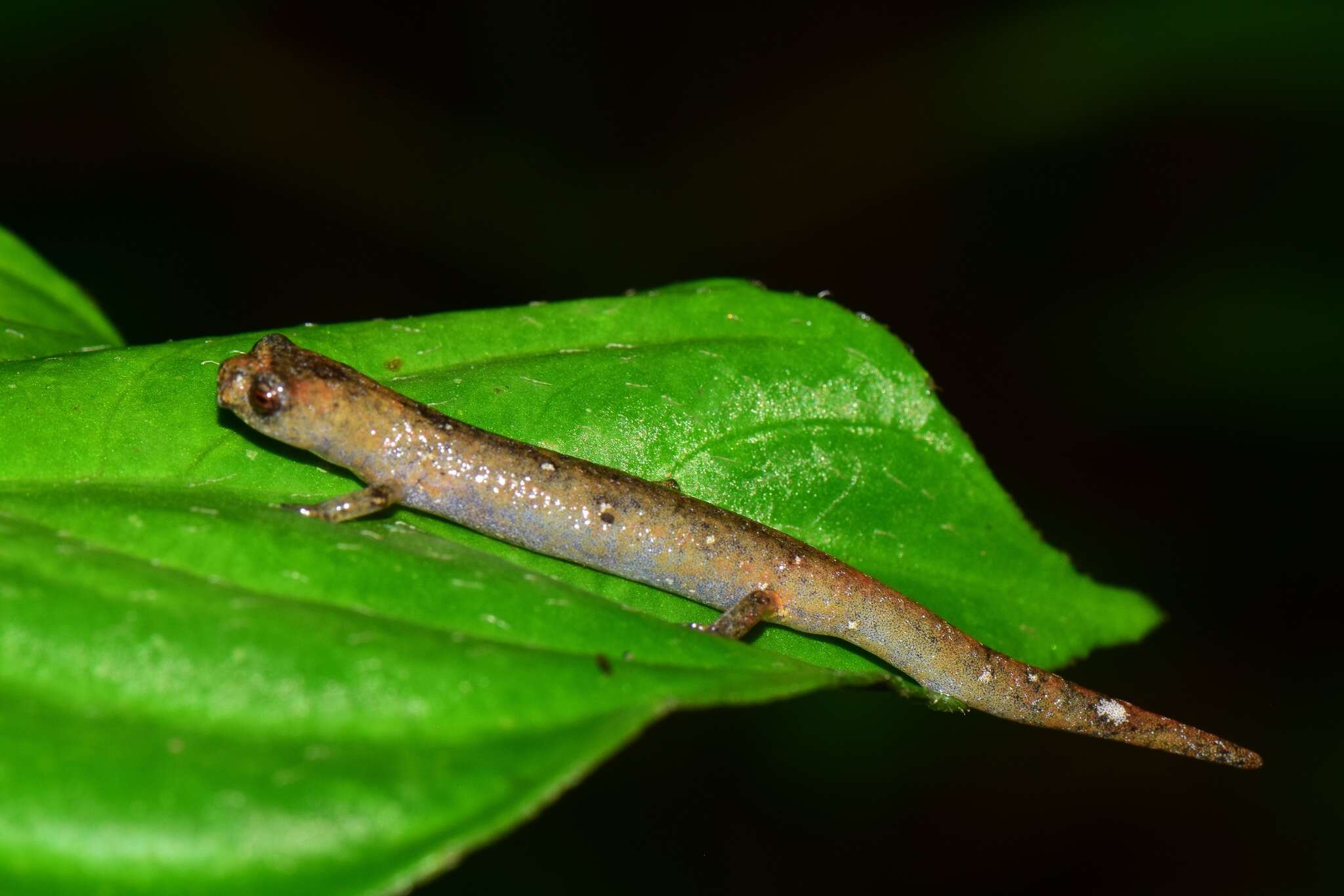 Image of Bolitoglossa peruviana (Boulenger 1883)