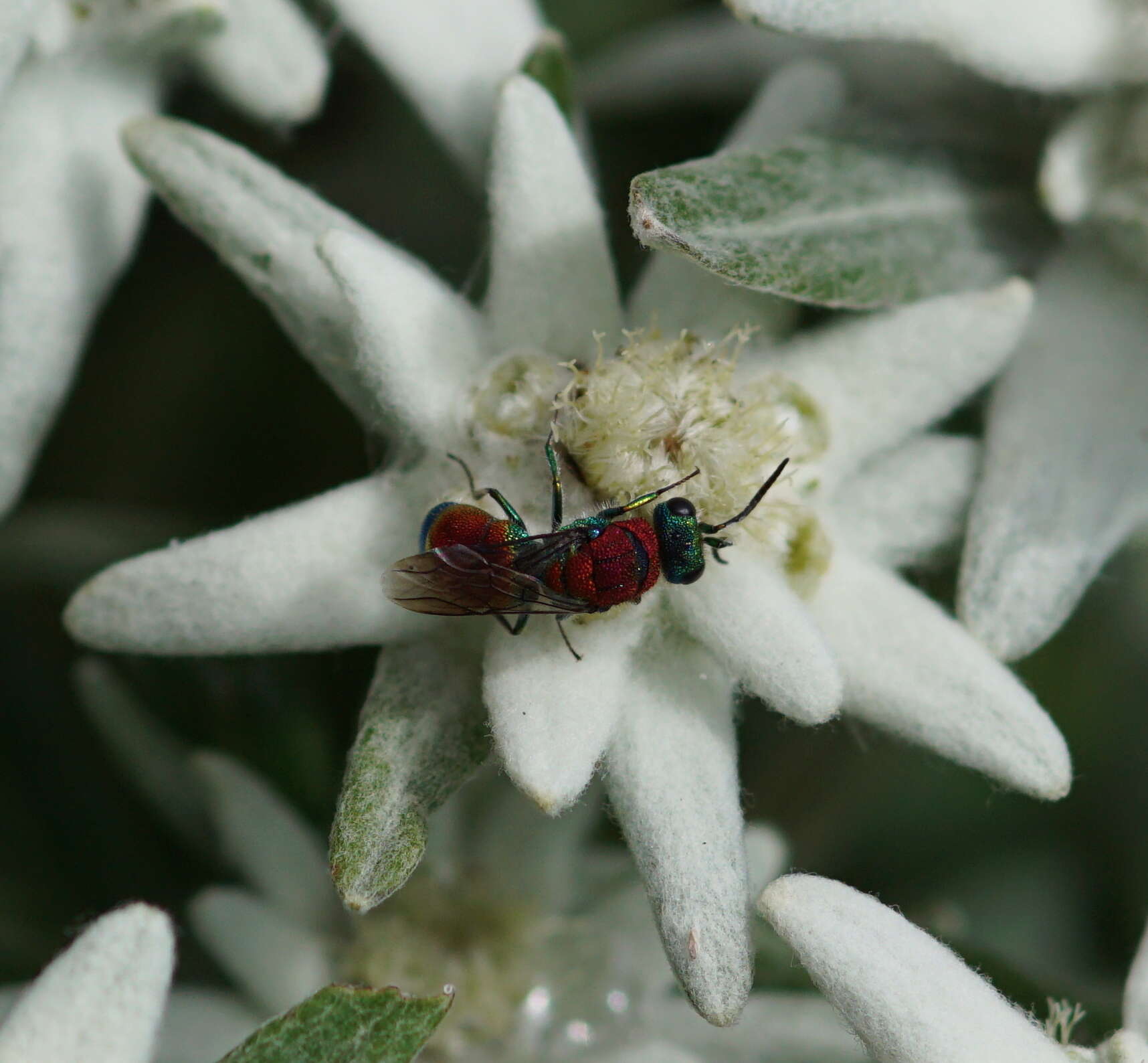 Imagem de Chrysis viridula L.