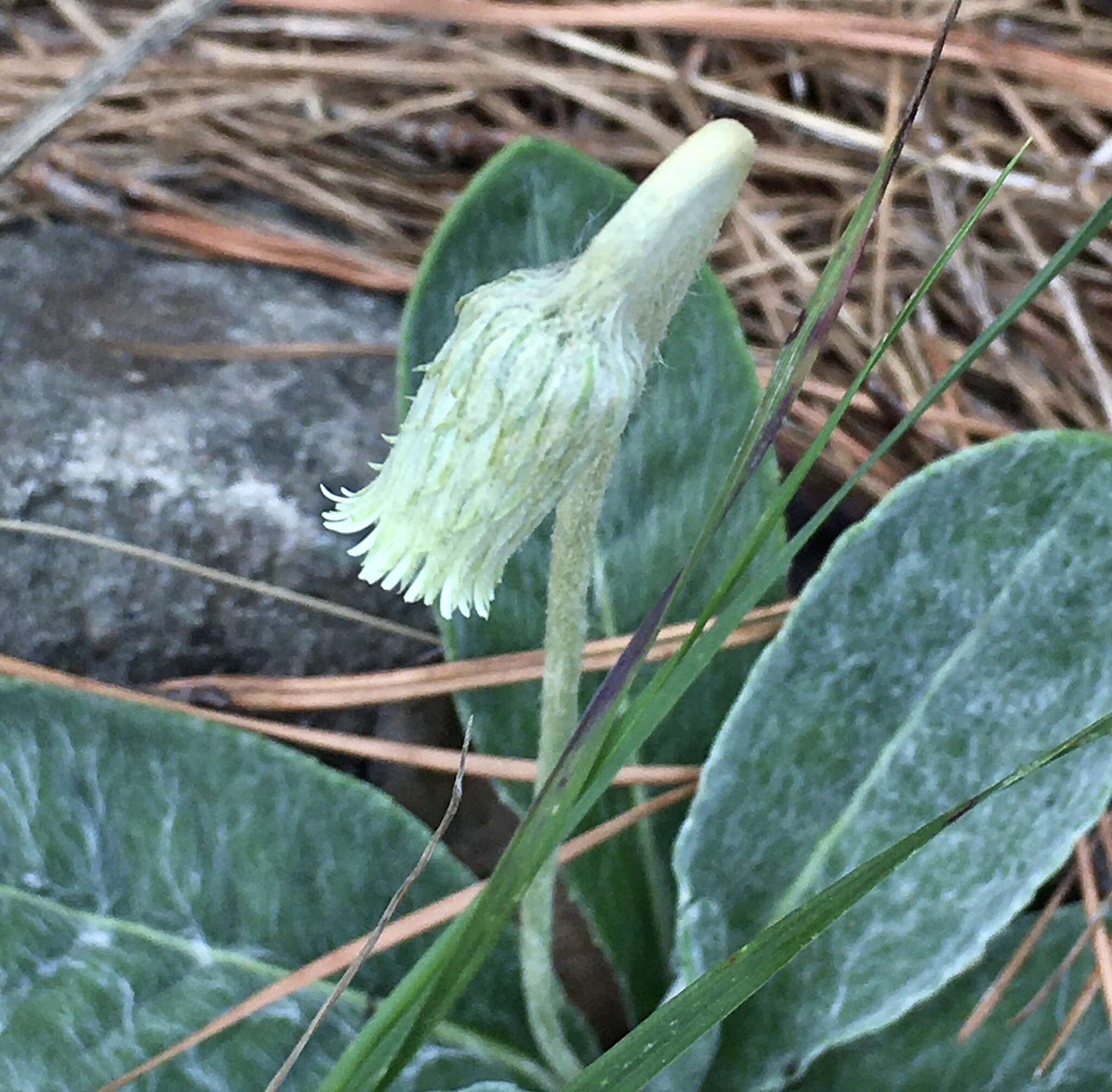 صورة Chaptalia sinuata (Less.) Baker