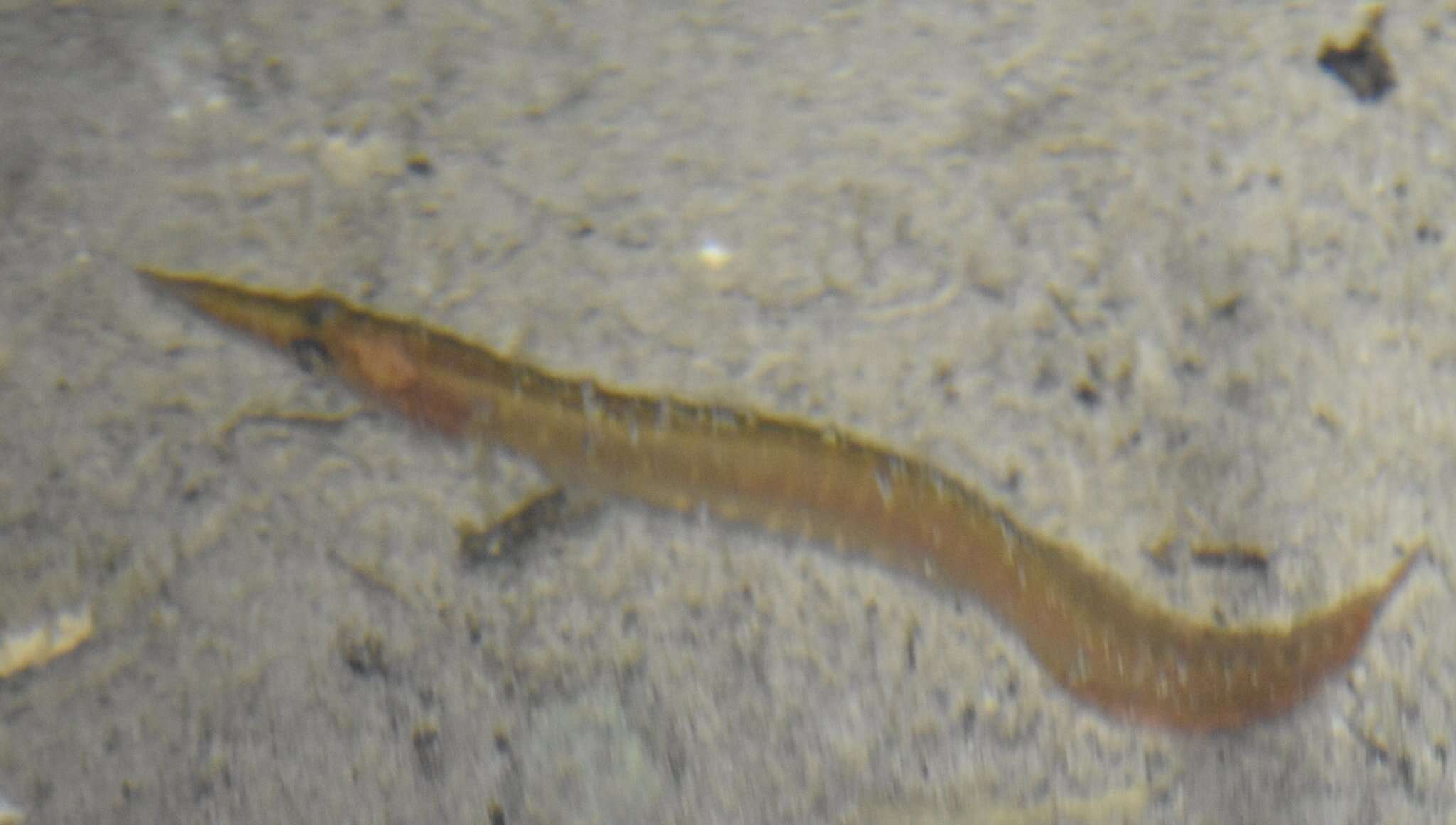 Image of Spotfin Spiny Eel