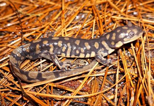 Image of Eastern Tiger Salamander