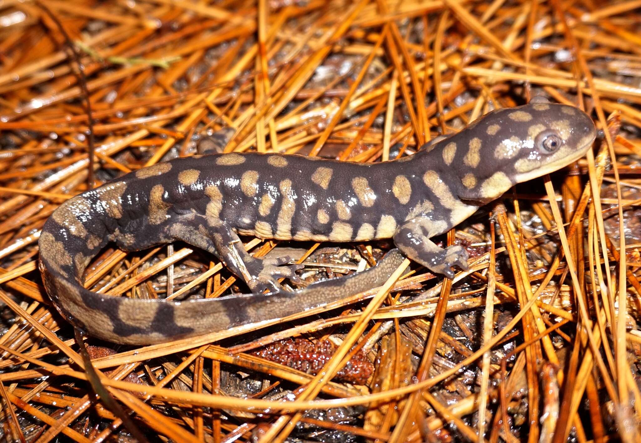 Image of Eastern Tiger Salamander