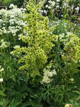 Image of European white hellebore