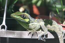 Image of Cuban Giant Anole