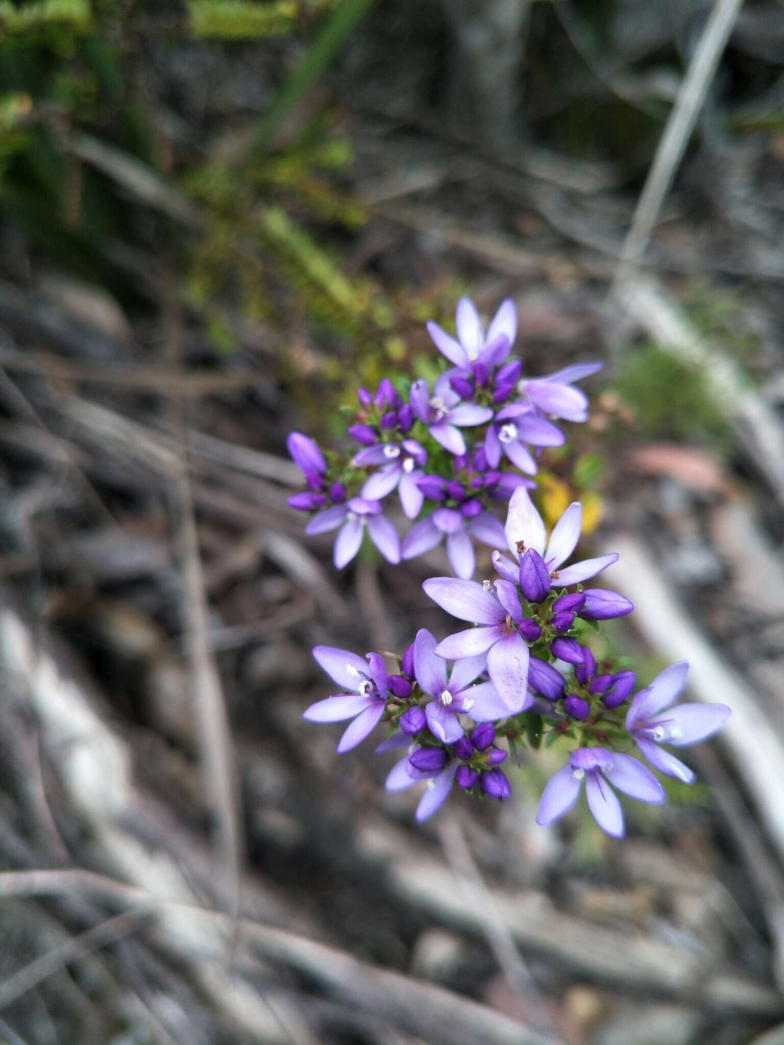 Image of Veronica formosa R. Br.