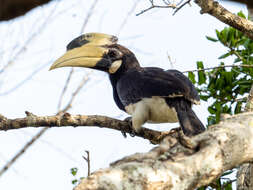 Image of Malabar Pied Hornbill